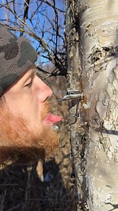 19K views · 169 reactions | Testing tapping birch trees! Next year we'll try for enough to make syrup with. #offgrid #offroad #cabinlife #alaska #foraging #birchsyrup | Off-Grid Alaska with High Tide Homestead | Facebook