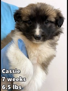 🩷💚💛Foster Homes Needed – Twin Cities Area 💛💚🩷 Hi Friends! We have so many incredibly sweet puppies who are hoping someone will open their hearts and homes this coming weekend so they can begin their journey to the good life. They deserve a fresh start filled with warmth, safety, and love. These precious pups are ready to begin their next — and best — chapter with families to call their own. Will you say YES and help them get there? If you can foster, they truly need you right now. I promis