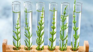 Why does genetic engineering have such a bad image?