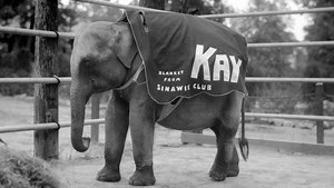 'Two Elephants' documentary explores forgotten story of Evansville's first zoo elephant