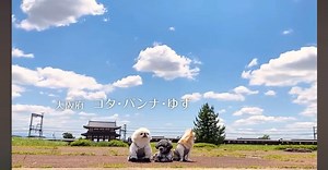 Kana on Instagram: "🩷Wanちゅ〜る 2025年春🩷 5月1日よりテレビCMにて放映開始です😆💕 🐶近鉄電車と3わんと…平城宮跡🐶 #チワワ #チワワのいる暮らし #チワワ画像 #チワワラブ #チワワラブ #チワワ大好き #ちわわ #ちわわのいる生活 #ペキニーズ #ペキニーズ大好き #ペキニーズ部 #ペキニーズ白 #ぺきにーず #ぺきにーず大好き #白ぺき #白ペキニーズ #トイプードル #トイプードル男の子 #トイプードル部 #トイプードルブラック #トイプードル大好き #トイプードル黒 #といぷーどる #といぷー #いなば #いなばちゅーる #ちゅーる #ちゅーるcm #犬 #近鉄電車 #平城宮跡"