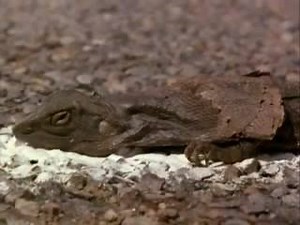 Every 90's Aussie has seen this movie. | Generation Y Australians