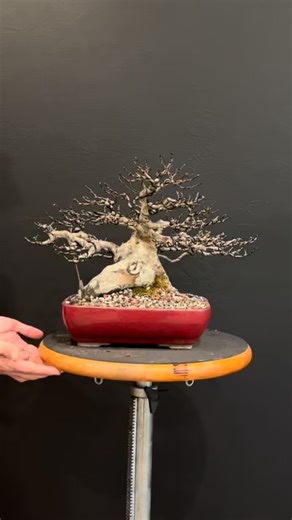 Sumo Chinese Elm wired by Mike Lane today & sold on our @palmstreetapp live show this afternoon!! | Wigert's Bonsai Nursery