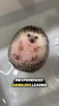 Five Animals Do not Keep as Pets #wildlife #Danger #animals