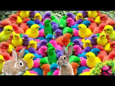 RAINBOW BABY CHICKS RUNNING EVERYWHERE || ADORABLE BABY CHICKS IN RAINBOW COLORS