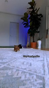 283K views · 11K reactions | Chachas babies have been so much fun 殺 #create #play #games #puppies #dream #dance #pets | Peace Puppies | Facebook