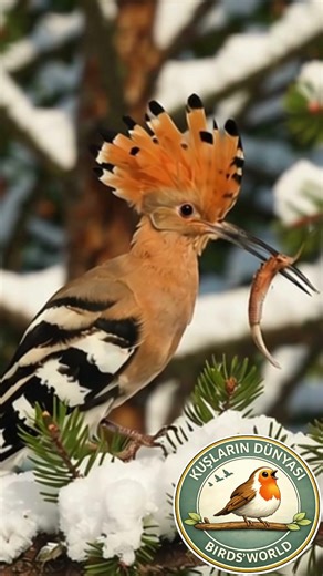 Eurasian Hoopoe Hunting in the Snow #Hoopoe #UpupaEpops #Wildlife #BirdWatching #Nature #BirdShorts