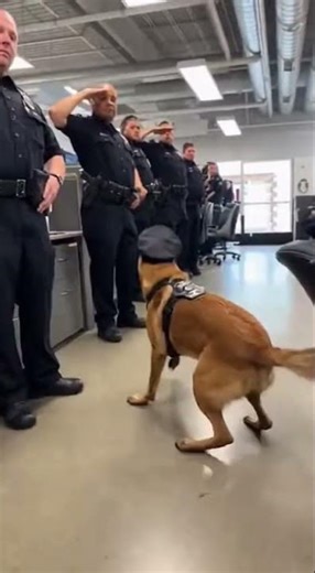 Dog Becomes Police Chief!