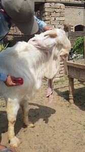 669K views · 10K reactions | RAJA PAKISTANI GULABI BREEDER | Friends GOATS FARM | Facebook