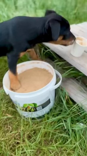 💪🐶These puppies will enjoy Super-Tuff to grow strong and work hard! Below is a quote from our beloved customer of 4yrs enjoying TuffRock K9. ⤵️ “I always add Super-Tuff to their feed on big days because it increases their stamina and helps them recover over night. Otherwise, I give it to the old dogs because they turn back into puppies in a couples days when I do!” - Amelia Bruggy BLACK FRIDAY SALE NOW up to 40% off until 1st Dec https://tuffrockonline.com/ #canine #naturalsupplements #working