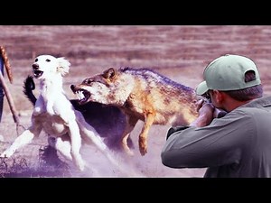 Chasing predatory wolves after they prey on livestock and dogs