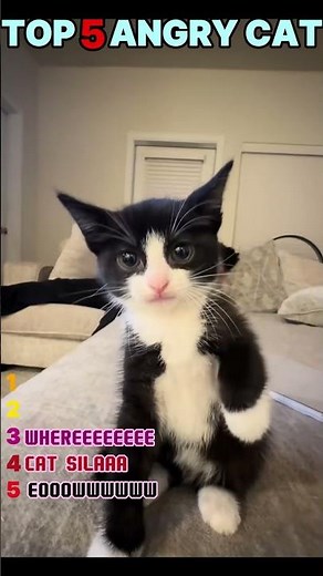 OMG! Top 5 Amazing angry Cats You Won't Believe Exist 🐱😻👑
