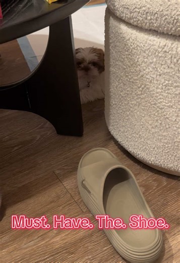 #shihtzusoftiktok #dogsofttiktok #puppytraining #puppytiktok #fyp