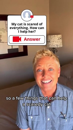 Tips to Help Your Shy or Scaredy Cat Overcome Fear