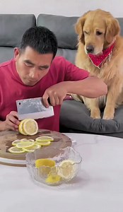 The bad old man made a spoof of a golden retriever eating a lemon, and the ending was so beautiful 🤣 #dogs #funnyvideo #viral | Rocky Dog