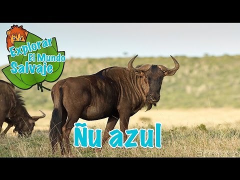 Ñu azul en Explorar El Mundo Salvaje
