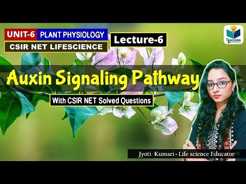 AUXIN SIGNALING PATHWAY | PHYTOHORMONE(PART-6) |CSIR NET|PLANT BIOLOGY
