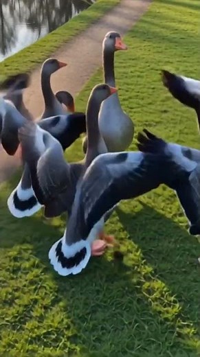 Goose Courtship A Heart-Melting Moment of True Avian Loyalty!