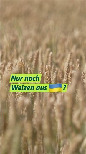 Weizen aus der Ukraine #unserland #shorts #weizen #getreide #ukraine #landwirtschaft