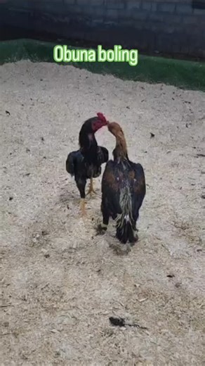 Dakang ishqibozlari on Instagram: "Horoz urushlari"