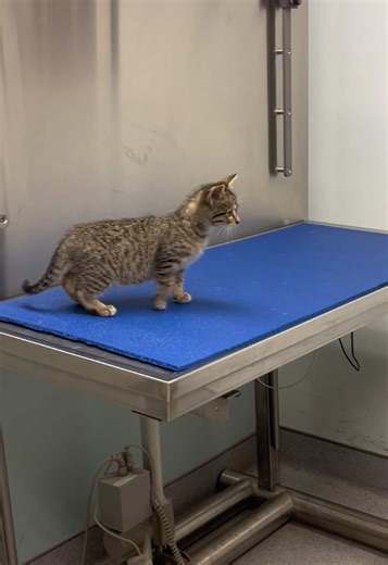 Caring for the Ferocious Cat at the Animal Hospital