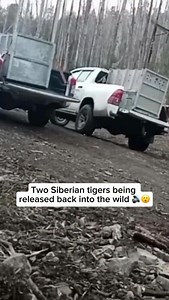 5.5M views · 17K reactions | A brother and sister pair of Amur tigers...