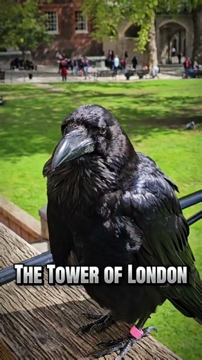 The Tower of London has so much History! #history #timeexploration #museum #castle #ravens