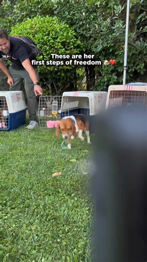 116K views · 5.1K reactions | Watch this animal-testing survivor...