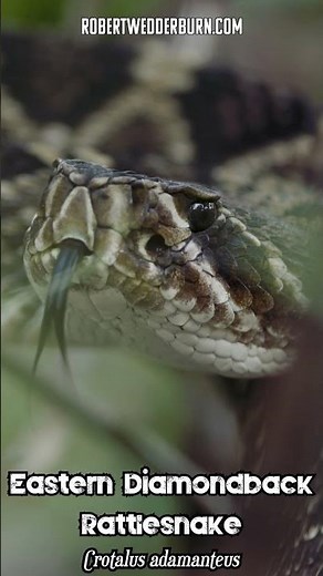 🐍 Listen to the SOUND of a venomous EASTERN DIAMONDBACK RATTLESNAKE rattling its tail 🐍