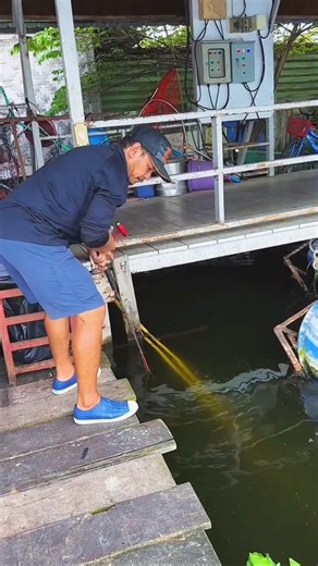 Big fishs catching with rod fishing 🎣 #popular #viralshorts #fishingvideo #rodfishing #lakefishing