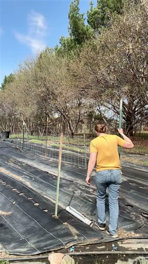 How to build a cattle panel arch trellis for the garden #gardening #verticalgardening #gardentrellis