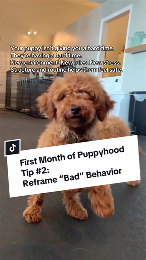 The First Month of Puppyhood Tip # 2: Reframe “Bad Behavior”⤵️ Coming to a new home brings its own challenges, and puppies need time to adapt! Some pups may seem calm and mellow at first, then “wake up” and their personality starts coming through strong! This can include being more vocal, more nippy, more fussy, more push-back. Having the right structure in place sets pups up with the right boundaries, so they can start learning quickly, and feel more security in their new environment, which pla