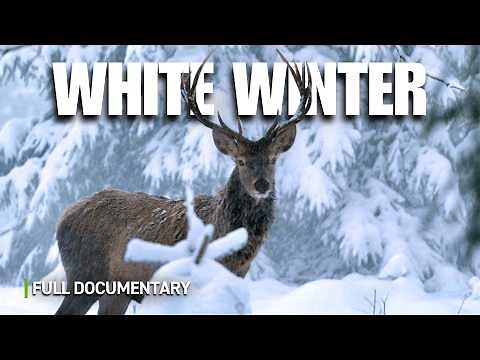 How Wildlife Survives the Harsh Winter in the Alps | Full Nature Documentary
