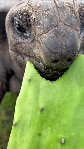 🐢🐢🐢🐢🐢🐢🐢 #fyp #foryou #tortoise #asmr #satisfying #cute #relaxing #music #animal #tortoisesoftiktok #turtle #mbappe #eating #mukbang #reptile #reptilesoftiktok