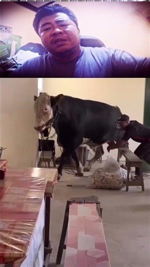 Lagi Enak Makan Diseruduk Sapi Ngamuk Lucu Tapi Kasihan