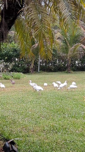 Nini (@annelynsylvain)’s videos with Beautiful view - olbatmusic