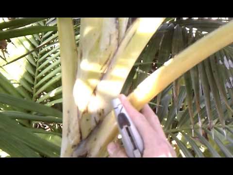 trimming a bananna tree