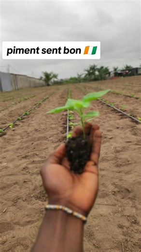 Comment planter des piments à la maison