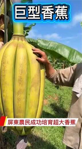 屏東出現「巨型香蕉」？農業情境模擬畫面引發討論A Giant Banana in Pingtung? (AI Simulation)