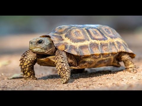 Speke Hingeback Tortoise (Kinixys Spekii)