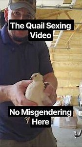 Sexing your coturnix quail
