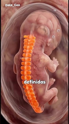 This Is How the Spine Forms Inside the Womb