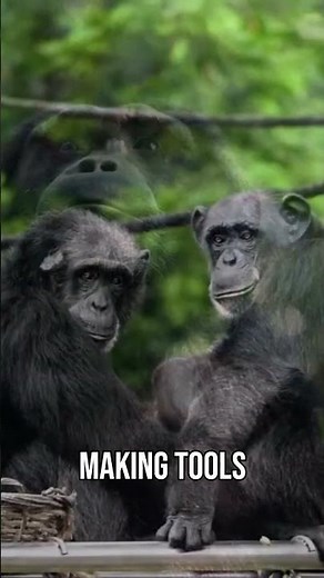 Chimpanzee Behavior: Unveiling Human-Like Emotions #shorts