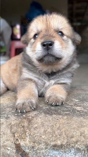 puppy crying sound | dog crying video | puppy video #dogcrying #petlover