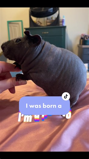 Cute Skinny Pig Dress Up Compilation 🐹👗