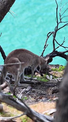 11K views · 350 reactions | What a spot to stop for a preen and clean! This eastern-grey kangaroo was captured atop cliffs on North Stradbroke Island, QLD. Learn more about different kangaroo populations in Queensland – australiangeographic.com.au/news/2011/11/kangaroo-boom-follows-queensland-floods/  @cammcgregorphoto #ausgeo #easterngreykangaroo #kangaroo | Australian Geographic | Facebook