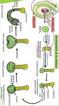 Embryogenesis || development of embryo|| chapter 1 || class 12