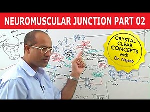 Neuromuscular Junction | Dr Najeeb | Part 2/2