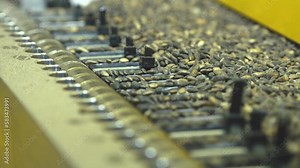 Cone seed sorting machine. Industrial planting of spruce and pine seeds by machine