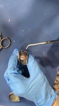 Anatomy of sheep eye dissection